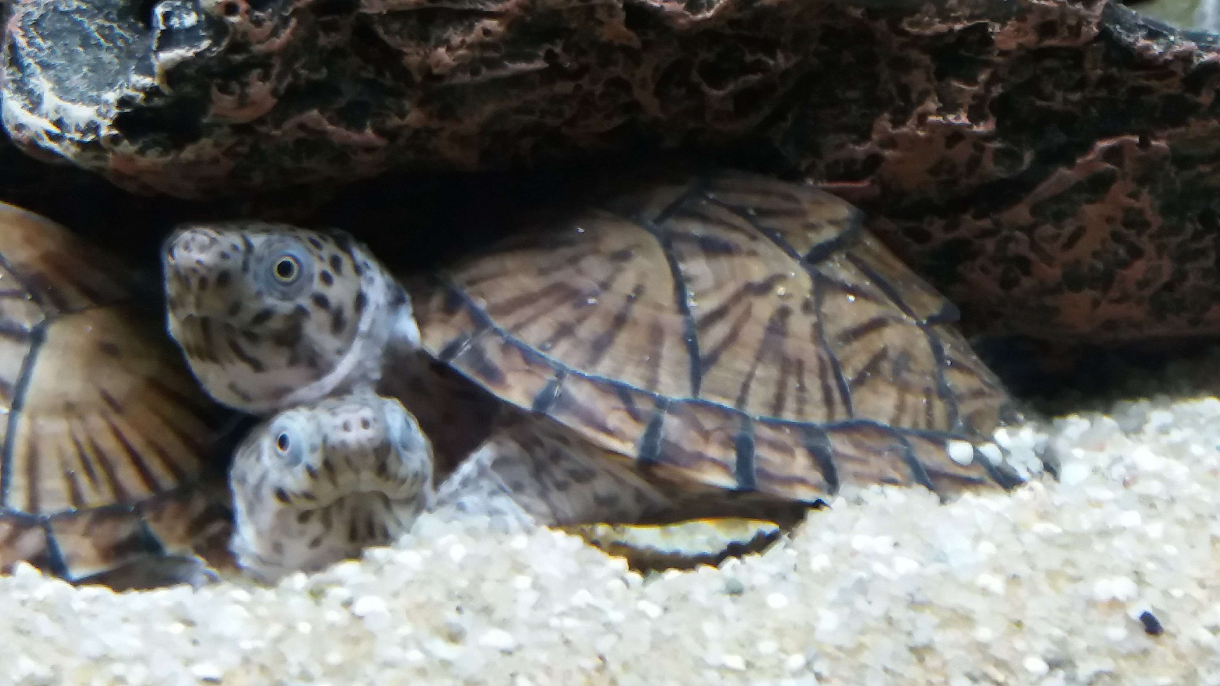 PAULUS, MARCINELLE, poisson, reptile, aquarium, terrarium